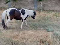 حصان, Miniature horse — الصورة 1