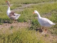 Geese — foto 1