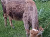 Cow, Azerbaijani zebu — photo 5
