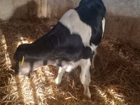 காளை, Russian Black pied cattle — புகைப்படம் 6