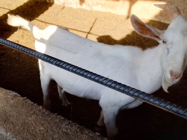 Kozy (partia, płeć nieokreślona), Saanen goat
