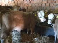सांड, लिमोज़िन गाय — फ़ोटो 2