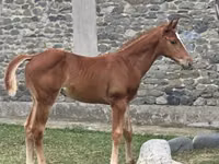Cheval, Anglo-Arabian — photo 2