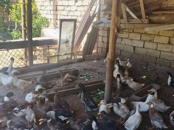 Ducks — Azerbejdżan