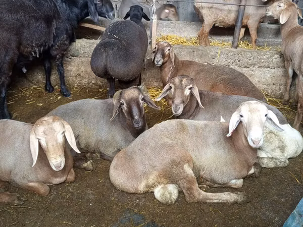 Bélier, Moutons