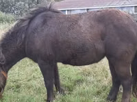 Otlar (partiya, jinsi ko‘rsatilmagan), Shetland Pony — 8-rasm