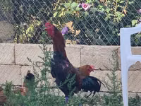 Chickens — foto 4