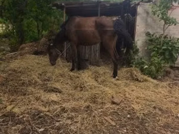 Jument, Chevaux