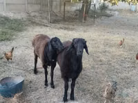 Ram, Sheep — photo 3