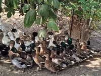 Ducks — photo 1
