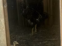 Chickens — foto 2