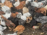 Chickens — photo 5