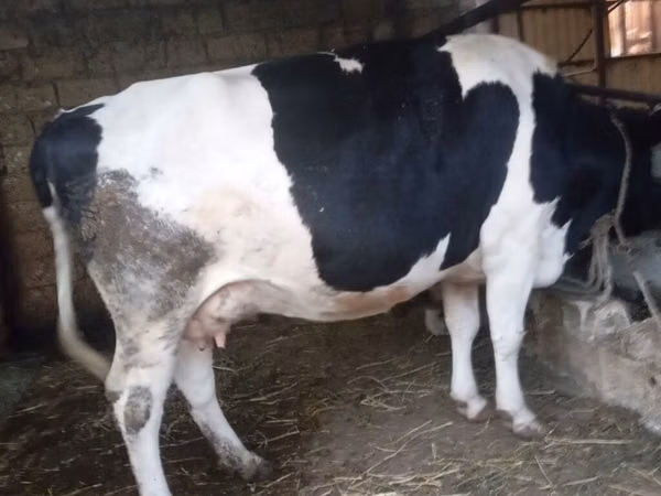 Sigir, Russian Black pied cattle