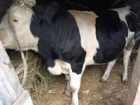 Boğa, Russian Black pied cattle — foto 2