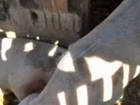 母猪, Pigs — 照片 2
