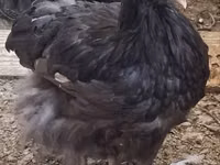 ორპინგტონი — ფოტო 1