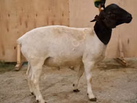 Beran, Dorper sheep — foto 1