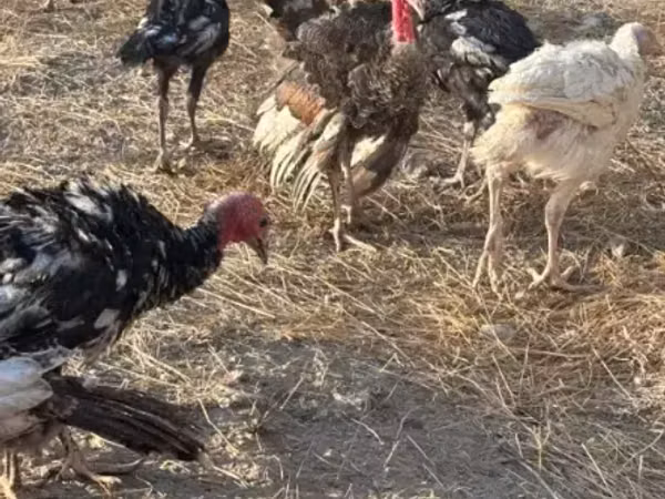 Turkeys — أرمينيا