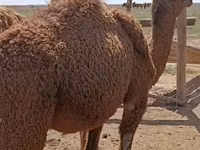 Dəvələr (partiya, cinsi göstərilməyib), Kazakh Bactrian camel — foto 1