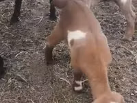 Dişi keçi, Czech Brown Shorthaired goats — foto 4