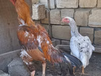 Chickens — foto 3