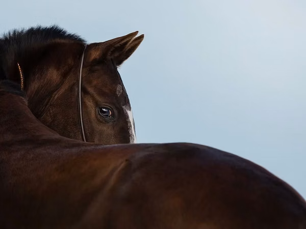 Kobyła, Akhal-Teke