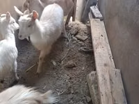 Koza, Saanen goat — foto 2