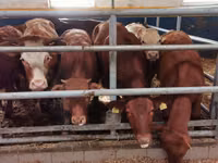 Rinder (Partie, Geschlecht nicht angegeben), Limousin-Kuh — Foto 1