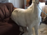 Jument, Miniature horse — photo 7