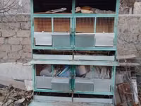 Ճագարի բներ 2 հարկանի — foto 3