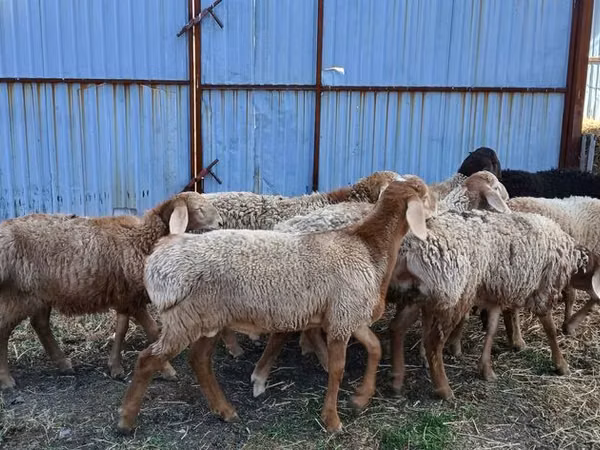 Carneiro, Arashan sheep
