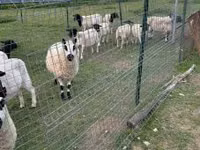Qoyun, Cerry Hill sheep — foto 6