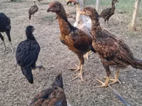 Chickens — الصورة 2