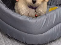 Maltipoo balası – krem rəngli, qıvırcıq tüklü, kiçik ölçülü ev iti — foto 4