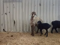 雌羊, Arashan sheep — 写真 5