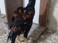 Chickens — foto 7