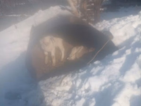 Эчки теке, Заанен кодуру