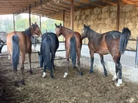 घोड़ा, Horse breed — फ़ोटो 5