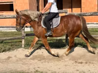 Koń, Konie — zdjęcie 4