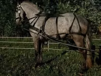 Айғыр, Lipizzaner — 6-сурет