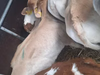 Bovinos (lote, sexo no especificado), Simmental cattle — foto 2