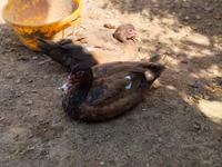 Ducks — الصورة 1