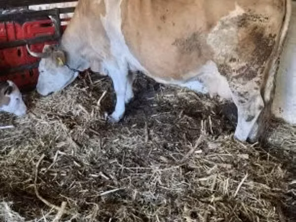 Sigir, Simmental cattle