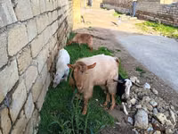 Cabra, Cabras — foto 1
