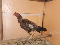 Chickens — 4-сурет
