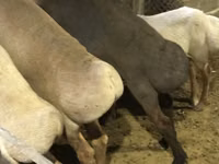Oveja, Arashan sheep — foto 1