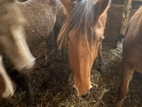 Madyan, Kustanai horse — foto 2