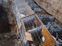 Ճագարի վանդակ, նապաստակի վանդակ — foto 2