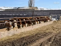 Krava, Simmental cattle — foto 2