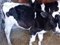 牛（ロット、性別未指定）, Russian Black pied cattle — 写真 1